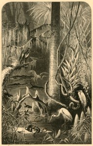 „Floridská bažina“, 1872.