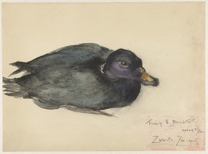 Black Scoter od Frederika Henriëtte Broeksmit