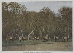Cvičení dostihových koní v La Croix-Saint-Ouen ve Foret de Compiegne, Francie (barevné foto) od French Photographer