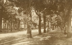 Hyeres, Avenue de la Gare, Allee de Palmiers (čb fotografie) od French Photographer