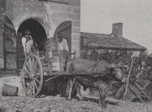 Převoz sklizených hroznů volským povozem (č/b foto) od French Photographer