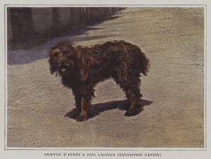 Vlněný grifonek (barevná fotografie) od French Photographer