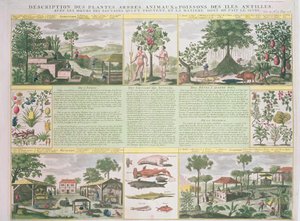 Popis rostlin, stromů, živočichů a ryb na Antilách, ilustrace z knihy Histoire Generale des Antilles Habitees par les Francois, 2. díl, autor Jean Baptiste Du Tertre (1610-1687), vyd. od French School