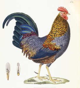 Slepice, talíř 232, z "Nouveau Recueil de Planches Coloriees d