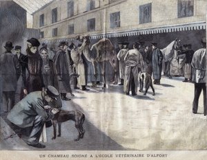 Velbloud se léčí ve veterinární škole Maison Alfort (Maison-Alfort). Ilustrace z roku 1899 v „La petite Gironde““. od French School