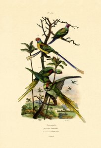 Alexandrine Parakeet, 1833-39 od French School