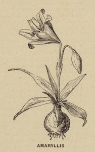 Amaryllis (rytina) od French School