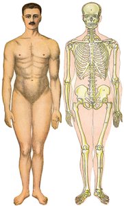 Anatomický skládací list Nové praktické encyklopedie medicíny a hygieny, Dr. Rehm, knihkupectví Aristide Quillet 1922 - obličej lidského těla - nahý muž bez zjevného pohlaví (pohlaví dásně) vedle kostry od French School