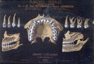 Anatomická nástěnná mapa zubů od French School