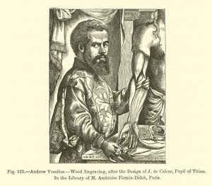 Andrew Vesalius (rytina) od French School