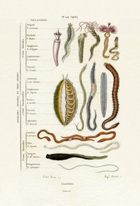 Annelids, 1833-39 od French School