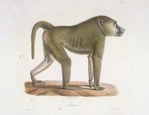 Anubis. Pavián, z přírodní historie savců (barva litho) od French School