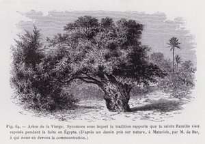 Strom Panny; Sycamore, podle kterého tradice uvádí, že Svatá rodina odpočívala během letu do Egypta, Z kresby převzaté z přírody v Matarieh od pana de Bara, kterému vděčíme za sdělení (rytina) od French School