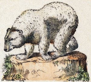 Medvěd. Gravírování v „“Abeceda zvířat sauvages““. 9. série. Obrázky Epinal, Pellerin, tiskárna-nakladatel, kolem roku 1870. Rytiny na dřevě, šablona. 16 stran. Rozměr: 20 x 15 cm. Soukromá sbírka od French School