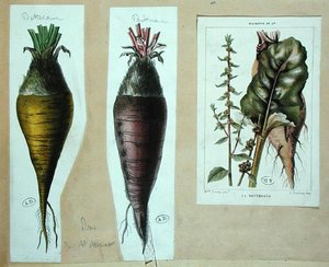 Červená řepa, tři botanické desky (barva litho) od French School