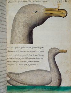Pták z Magellanského průlivu, akvarel z lodního deníku Jacques Gouin de Beauchesne (1652-1730), kapitán Compagnie royale de la Mer du Sud, od roku 1698 do roku 1701, Francie od French School