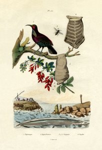 Bird of Paradise, 1833-39 od French School