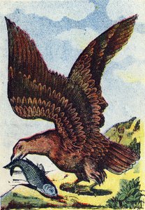 Dravý pták . Rytina v "Alphabet des oiseaux". Vyobrazení Pont-a-Mousson, Marcel a/nebo Louis Vagne, tiskař-vydavatel, konec 19. století. 16 stran. Rozměr: 20,5 x 14 cm od French School