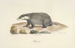 Badger, Badger, z Natural History of savců (color litho) od French School