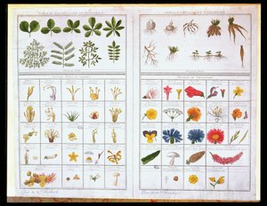 Botanický stůl podle Carla von Linna (1707-78) a podle Josepha Pittona de Tournefort (1656-1708), konec 18. století (barevná rytina) od French School