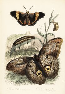 Brassolis sophorae motýl, kukla a larva housenka od French School