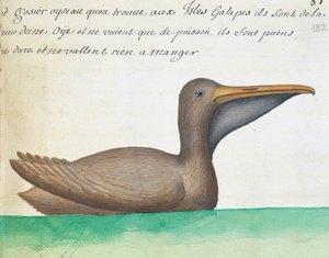 Pelikán hnědý (Pelecanus occidentalis), Galapágy, akvarel z lodního deníku Jacques Gouin de Beauchesne (1652-1730), kapitán Compagnie royale de la Mer du Sud, od 1698 do 1701, Francie od French School