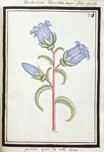 Campanula Trachelium, cca 1700 (kresba akvarelem, černě rámováno) od French School