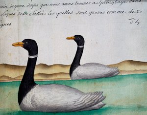 Canada Geese, Springbaye, oblast Salt Lakes, akvarel z deníku Jacques Gouin de Beauchesne (1652-1730), kapitán Compagnie royale de la Mer du Sud, od roku 1698 do roku 1701, Francie od French School