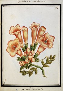 Kanadský jasmín, kolem roku 1700 od French School