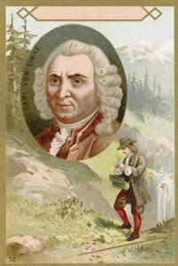 Carl Linnaeus , švédský botanik a zoolog od French School