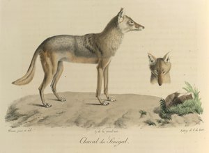 Šakal ze Senegalu. Šakal ze Senegalu, z Přírodní historie savců (barva litho) od French School