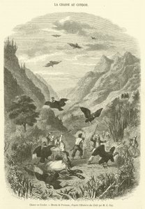 Condor Hunt (rytina) od French School
