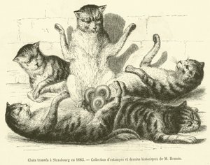 Kočky nalezené ve Štrasburku v roce 1683 (rytina) od French School