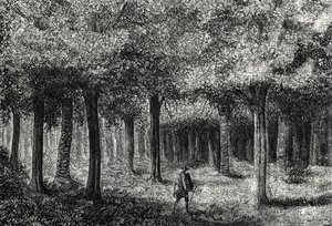 Les cinchona produkující kůru mochyně pro léčbu malárie, Peru (rytina) 1888 od French School