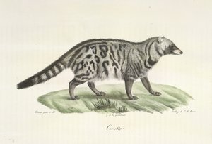 Cibetka, z přírodní historie savců (barva lito) od French School