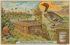 Teal obecná; chytání kachen od French School