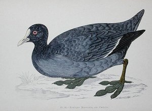 Lyska obecná, 2. polovina 19. století (barevná rytina) od French School
