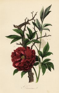 Pivoňka lékařská, Paeonia officinalis, s pavučinou od French School