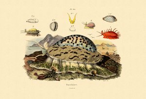 Cowrie Shells, 1833-39 od French School