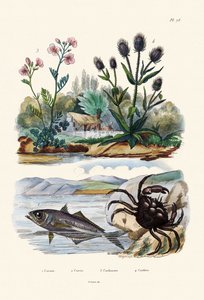 Krab, 1833-39 od French School