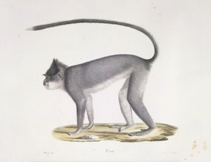 Croo. Opice, z přírodní historie savců (barva litho) od French School