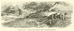 Pěstování rýže (rytí) od French School