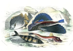Dactyloptere pirapede (Dactylopterus pirapeda) létající ryba, Chetodon argus (scatophagus argus), centronote pilote (echeneis naucrate), Trigle Lyre (Genicanthus Melanospilos) - deska extrahovaná z Histoire Naturelle od Bernarda Germain de Lacepede (19285 od French School