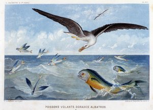 Dorades, Pisces volants, Albatros - in "Le Monde de la Mer" by Alfred Fredol. ed. Paris, Hachette. od French School