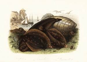 Dover solea, Solea solea, platýs evropský, Pleuronectes platessa a limanda obecná, Limanda limanda, na pláži s pastí na ryby, rybářské lodě v pozadí od French School