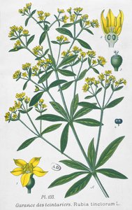 Dyers Madder (Rubia Tinctorum) od French School