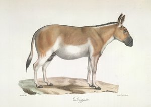 Dziggetai, z Natural History of savců (barevné lito) od French School