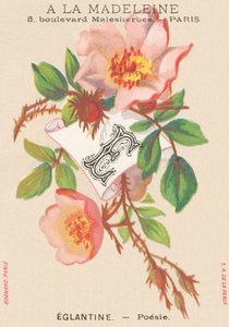 E: Eglantine - Poezie od French School
