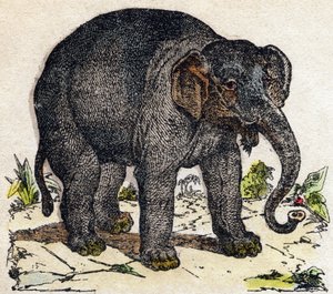 Slon. Gravírování v „“Abeceda zvířat sauvages““. 9. série. Obrázky Epinal, Pellerin, tiskárna-nakladatel, kolem roku 1870. Rytiny na dřevě, šablona. 16 stran. Rozměr: 20 x 15 cm. Soukromá sbírka od French School