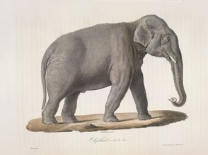 Asijský slon, z přírodní historie savců (barva litho) od French School